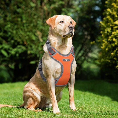 Journey Air dog harness